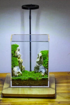 Handmade Water Tight, Sealed, Enclosed, Rectangle Acrylic Terrarium, Fish Tank, Moss Fern Terrarium Paludarium Vivarium, No Watering 36 Handmade Water Tight, Sealed, Enclosed, Rectangle Acrylic Terrarium, Fish Tank, Moss Fern Terrarium Paludarium Vivarium, No Watering -Terrarium Plant Hub IMG 3888