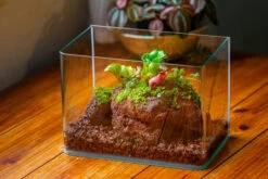 WaterTight Curved Glass Terrarium For Tropical Bog Plants -Terrarium Plant Hub IMG 3975