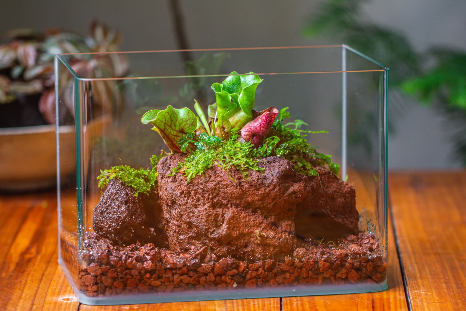 WaterTight Curved Glass Terrarium With Grow Lamp For Tropical Bog Plants 8 WaterTight Curved Glass Terrarium With Grow Lamp For Tropical Bog Plants - Image 6