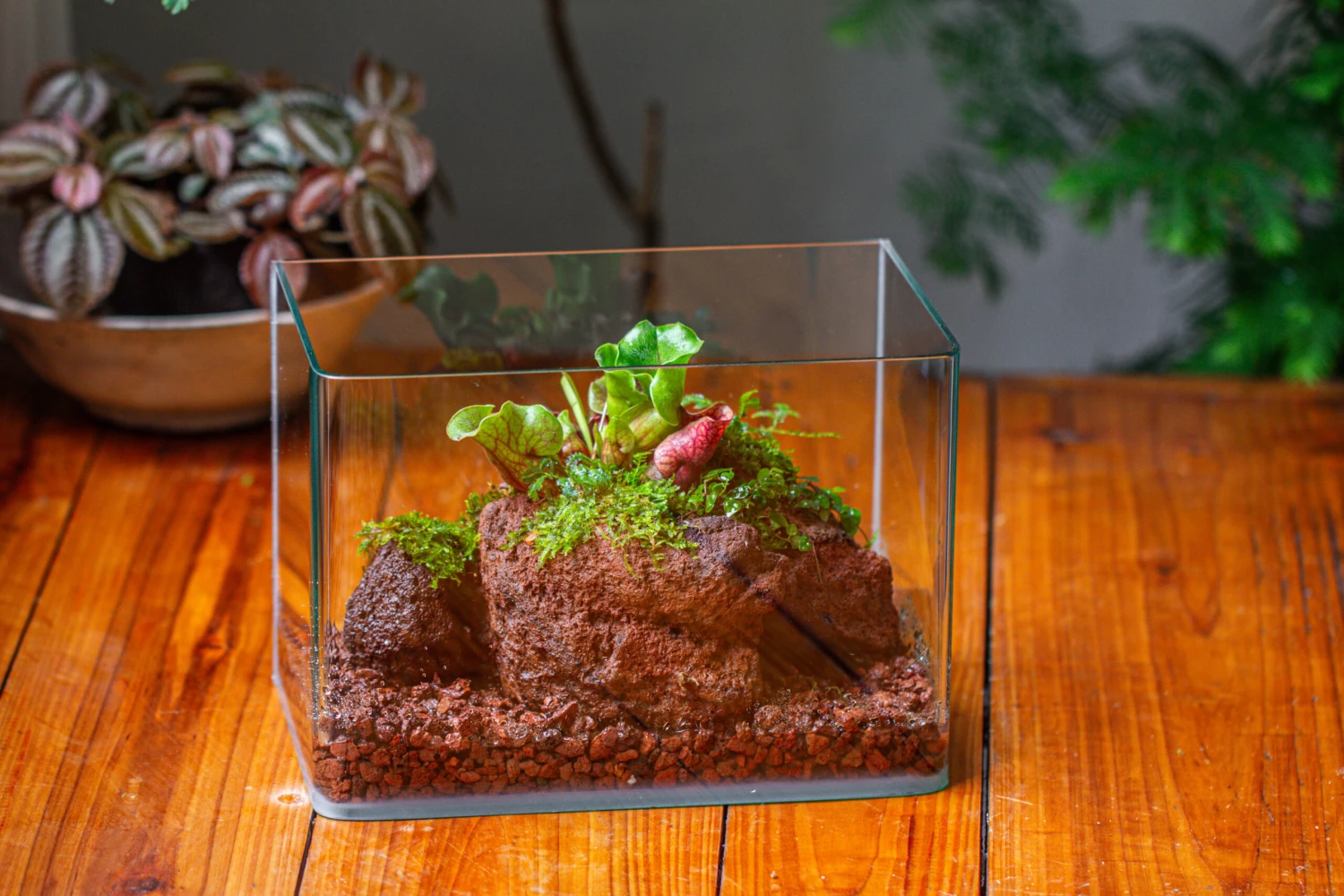 WaterTight Curved Glass Terrarium With Grow Lamp For Tropical Bog Plants 10 WaterTight Curved Glass Terrarium With Grow Lamp For Tropical Bog Plants - Image 8