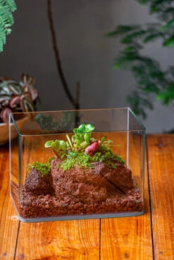 WaterTight Curved Glass Terrarium With Grow Lamp For Tropical Bog Plants 30 WaterTight Curved Glass Terrarium With Grow Lamp For Tropical Bog Plants -Terrarium Plant Hub IMG 3979 1