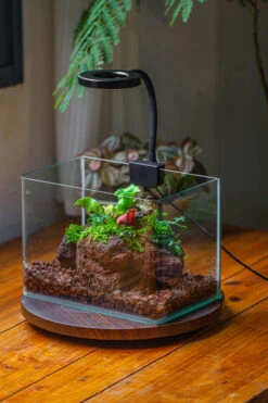 WaterTight Curved Glass Terrarium With Grow Lamp For Tropical Bog Plants 24 WaterTight Curved Glass Terrarium With Grow Lamp For Tropical Bog Plants -Terrarium Plant Hub IMG 3981 1