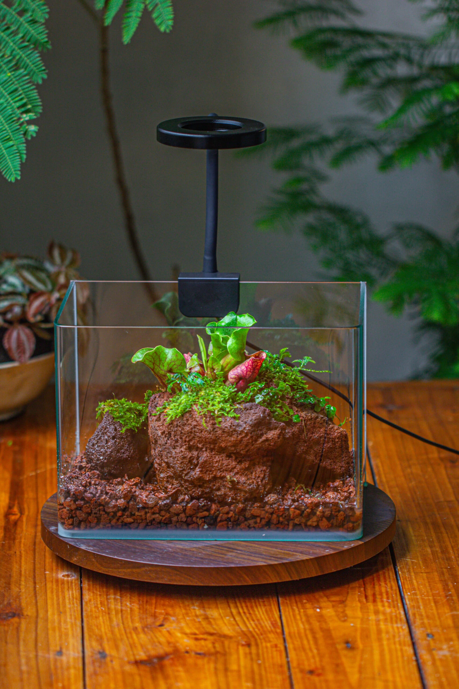 WaterTight Curved Glass Terrarium With Grow Lamp For Tropical Bog Plants 13 WaterTight Curved Glass Terrarium With Grow Lamp For Tropical Bog Plants - Image 11