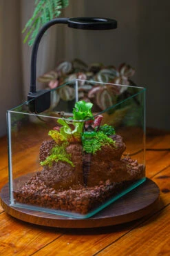 WaterTight Curved Glass Terrarium With Grow Lamp For Tropical Bog Plants 34 WaterTight Curved Glass Terrarium With Grow Lamp For Tropical Bog Plants -Terrarium Plant Hub IMG 3990 1