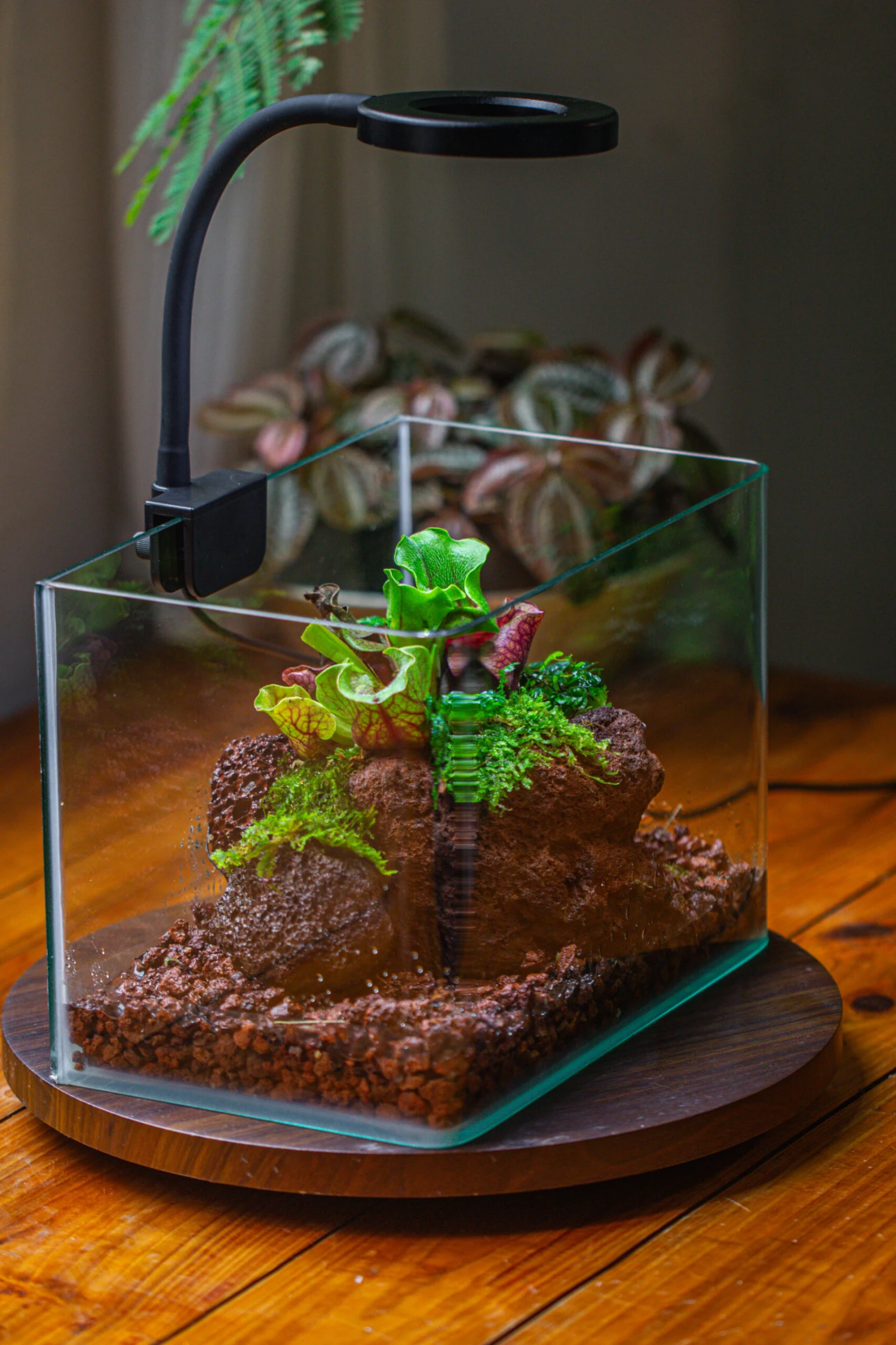 WaterTight Curved Glass Terrarium With Grow Lamp For Tropical Bog Plants 15 WaterTight Curved Glass Terrarium With Grow Lamp For Tropical Bog Plants - Image 13