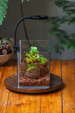 WaterTight Curved Glass Terrarium With Grow Lamp For Tropical Bog Plants 36 WaterTight Curved Glass Terrarium With Grow Lamp For Tropical Bog Plants -Terrarium Plant Hub IMG 3992 1