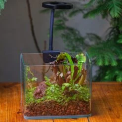 WaterTight Curved Glass Terrarium For Tropical Bog Plants -Terrarium Plant Hub IMG 4017 1