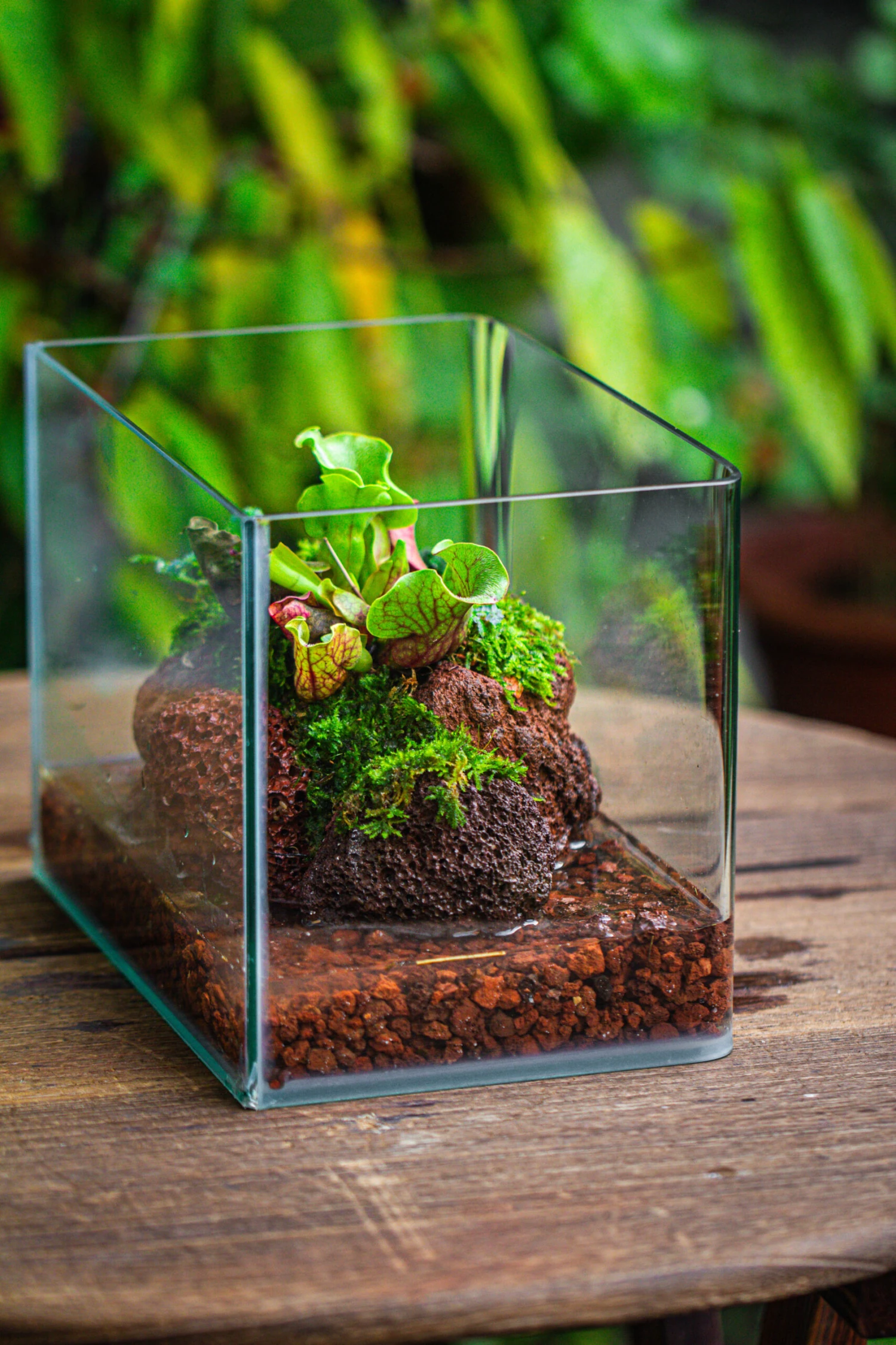 WaterTight Curved Glass Terrarium With Grow Lamp For Tropical Bog Plants 14 WaterTight Curved Glass Terrarium With Grow Lamp For Tropical Bog Plants - Image 12