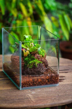 WaterTight Curved Glass Terrarium For Tropical Bog Plants -Terrarium Plant Hub IMG 4057