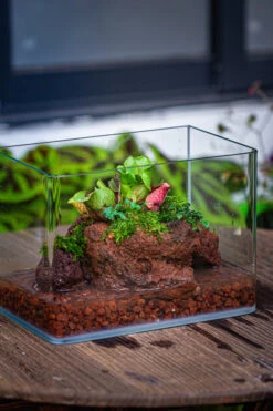 WaterTight Curved Glass Terrarium With Grow Lamp For Tropical Bog Plants 38 WaterTight Curved Glass Terrarium With Grow Lamp For Tropical Bog Plants -Terrarium Plant Hub IMG 4058 1