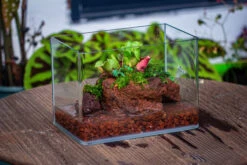 WaterTight Curved Glass Terrarium For Tropical Bog Plants -Terrarium Plant Hub IMG 4059