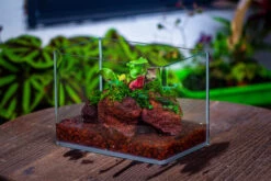 WaterTight Curved Glass Terrarium For Tropical Bog Plants -Terrarium Plant Hub IMG 4060