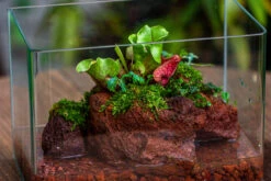 WaterTight Curved Glass Terrarium With Grow Lamp For Tropical Bog Plants 41 WaterTight Curved Glass Terrarium With Grow Lamp For Tropical Bog Plants -Terrarium Plant Hub IMG 4061 1