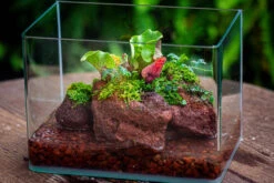 WaterTight Curved Glass Terrarium With Grow Lamp For Tropical Bog Plants 37 WaterTight Curved Glass Terrarium With Grow Lamp For Tropical Bog Plants -Terrarium Plant Hub IMG 4066 1