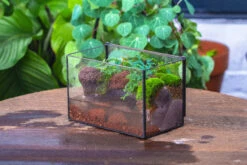 NCYP Watertight Close Rectangle Geometric Glass Tin Terrarium, For Small Waterpond, Moss Landscape, Live Miniature, Water Pond, Landscape -Terrarium Plant Hub IMG 4101