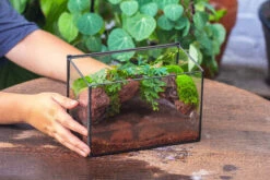 NCYP Watertight Close Rectangle Geometric Glass Tin Terrarium, For Small Waterpond, Moss Landscape, Live Miniature, Water Pond, Landscape -Terrarium Plant Hub IMG 4105