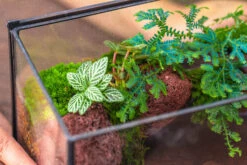 NCYP Watertight Close Rectangle Geometric Glass Tin Terrarium, For Small Waterpond, Moss Landscape, Live Miniature, Water Pond, Landscape -Terrarium Plant Hub IMG 4109