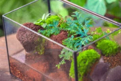 NCYP Watertight Close Rectangle Geometric Glass Tin Terrarium, For Small Waterpond, Moss Landscape, Live Miniature, Water Pond, Landscape -Terrarium Plant Hub IMG 4115