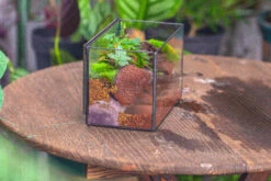 NCYP Watertight Close Rectangle Geometric Glass Tin Terrarium, For Small Waterpond, Moss Landscape, Live Miniature, Water Pond, Landscape -Terrarium Plant Hub IMG 4119