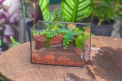 NCYP Watertight Close Rectangle Geometric Glass Tin Terrarium, For Small Waterpond, Moss Landscape, Live Miniature, Water Pond, Landscape -Terrarium Plant Hub IMG 4120
