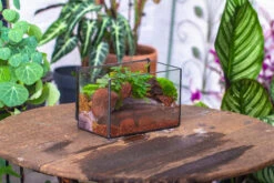 NCYP Watertight Close Rectangle Geometric Glass Tin Terrarium, For Small Waterpond, Moss Landscape, Live Miniature, Water Pond, Landscape -Terrarium Plant Hub IMG 4124