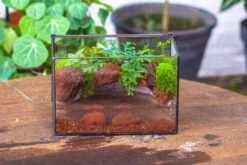 NCYP Watertight Close Rectangle Geometric Glass Tin Terrarium, For Small Waterpond, Moss Landscape, Live Miniature, Water Pond, Landscape -Terrarium Plant Hub IMG 4125