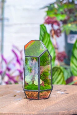 NCYP 8.66" Height Closed Irregular Glass Terrarium With Door Succulent Planter Geometric Flower Plant Pot Tabletop Small Bonsai 30 NCYP 8.66" Height Closed Irregular Glass Terrarium With Door Succulent Planter Geometric Flower Plant Pot Tabletop Small Bonsai -Terrarium Plant Hub IMG 4200 47737d35 f0f4 4c54 8c66 dd930c516154