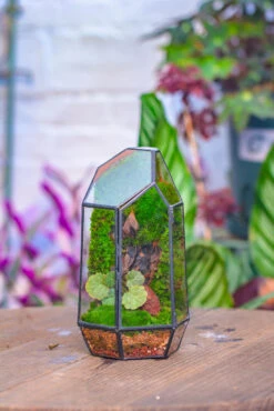 Dried Moss, 24L For DIY, Terrarium Building, Microlandscape, Orchid, Fern, Vertical Gardening 37 Dried Moss, 24L For DIY, Terrarium Building, Microlandscape, Orchid, Fern, Vertical Gardening -Terrarium Plant Hub IMG 4201 3