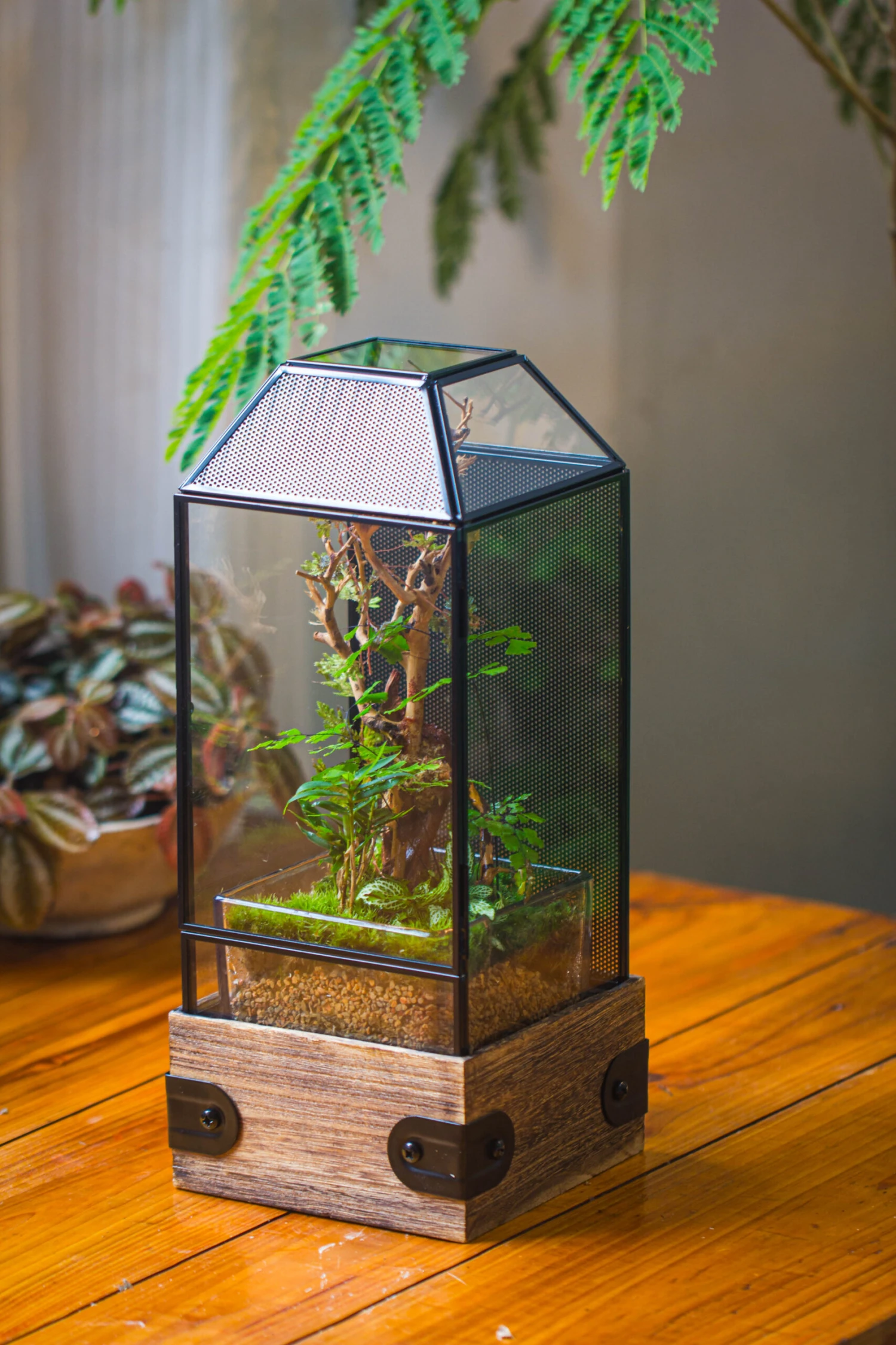 Handmade Glass Terrarium With Wood Base, Geometric Jumping Spider Enclosure, With Mesh Vent, For Plants, Snail, Insects 10 Handmade Glass Terrarium With Wood Base, Geometric Jumping Spider Enclosure, With Mesh Vent, For Plants, Snail, Insects - Image 8