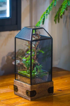 Handmade Glass Terrarium With Wood Base, Geometric Jumping Spider Enclosure, With Mesh Vent, For Plants, Snail, Insects 30 Handmade Glass Terrarium With Wood Base, Geometric Jumping Spider Enclosure, With Mesh Vent, For Plants, Snail, Insects -Terrarium Plant Hub IMG 4202 792ba573 efa3 49c6 847e b0577241ae8d