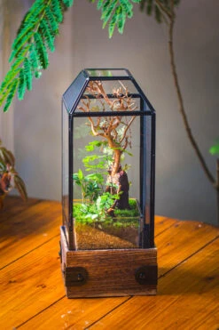 Handmade Glass Terrarium With Wood Base, Geometric Jumping Spider Enclosure, With Mesh Vent, For Plants, Snail, Insects 31 Handmade Glass Terrarium With Wood Base, Geometric Jumping Spider Enclosure, With Mesh Vent, For Plants, Snail, Insects -Terrarium Plant Hub IMG 4203 66454c5f 0bd0 4412 b527 31c49fa19524