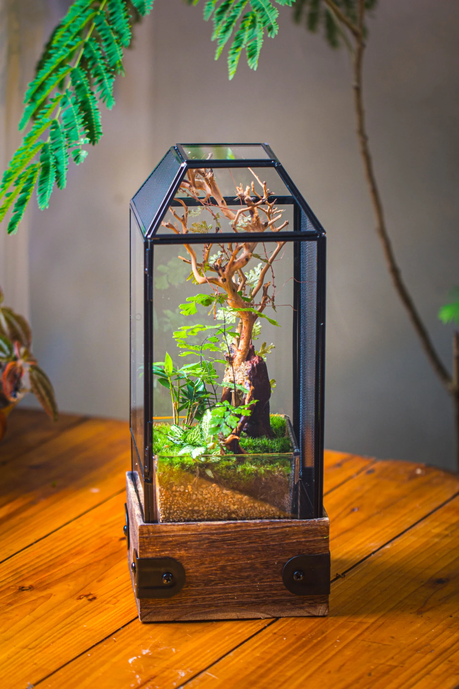 Handmade Glass Terrarium With Wood Base, Geometric Jumping Spider Enclosure, With Mesh Vent, For Plants, Snail, Insects 12 Handmade Glass Terrarium With Wood Base, Geometric Jumping Spider Enclosure, With Mesh Vent, For Plants, Snail, Insects - Image 10