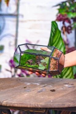 NCYP 8.66" Height Closed Irregular Glass Terrarium With Door Succulent Planter Geometric Flower Plant Pot Tabletop Small Bonsai 26 NCYP 8.66" Height Closed Irregular Glass Terrarium With Door Succulent Planter Geometric Flower Plant Pot Tabletop Small Bonsai -Terrarium Plant Hub IMG 4204 123285ab 171b 4533 81b2 5b2456e60132