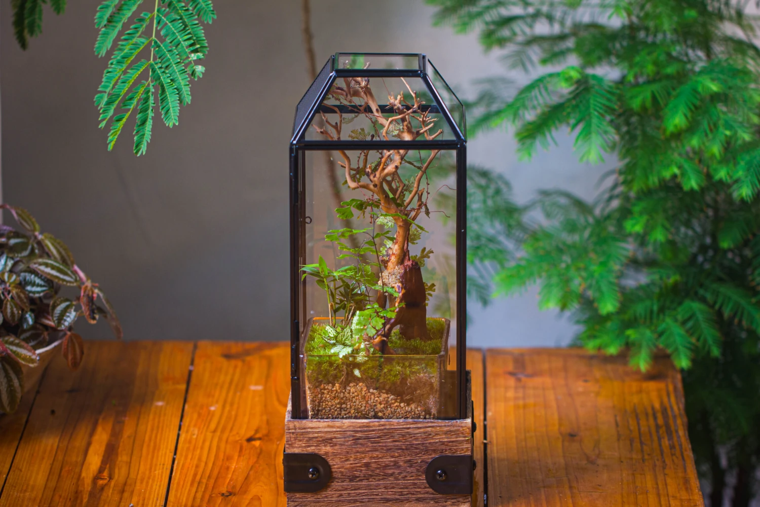 Handmade Glass Terrarium With Wood Base, Geometric Jumping Spider Enclosure, With Mesh Vent, For Plants, Snail, Insects 13 Handmade Glass Terrarium With Wood Base, Geometric Jumping Spider Enclosure, With Mesh Vent, For Plants, Snail, Insects - Image 11