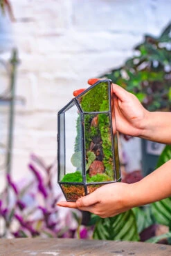 Handmade Black Various Size Irregular Tall Geometric Glass Terrarium Garden Succulents -Terrarium Plant Hub IMG 4206