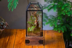 Handmade Glass Terrarium With Wood Base, Geometric Jumping Spider Enclosure, With Mesh Vent, For Plants, Snail, Insects 33 Handmade Glass Terrarium With Wood Base, Geometric Jumping Spider Enclosure, With Mesh Vent, For Plants, Snail, Insects -Terrarium Plant Hub IMG 4206 382fda7c a099 489a aa96 eba1cfec4d94