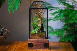 Handmade Glass Terrarium With Wood Base, Geometric Jumping Spider Enclosure, With Mesh Vent, For Plants, Snail, Insects 34 Handmade Glass Terrarium With Wood Base, Geometric Jumping Spider Enclosure, With Mesh Vent, For Plants, Snail, Insects -Terrarium Plant Hub IMG 4207