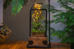 Handmade Glass Terrarium With Wood Base, Geometric Jumping Spider Enclosure, With Mesh Vent, For Plants, Snail, Insects 35 Handmade Glass Terrarium With Wood Base, Geometric Jumping Spider Enclosure, With Mesh Vent, For Plants, Snail, Insects -Terrarium Plant Hub IMG 4214 3fca8dbd 394f 4f6c b6f8 caf4fd9d11a5