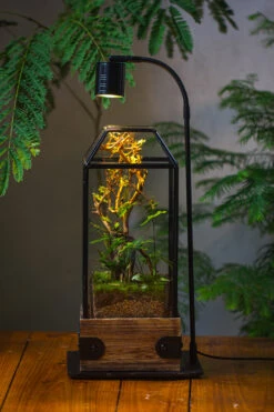 Handmade Glass Terrarium With Wood Base, Geometric Jumping Spider Enclosure, With Mesh Vent, For Plants, Snail, Insects 36 Handmade Glass Terrarium With Wood Base, Geometric Jumping Spider Enclosure, With Mesh Vent, For Plants, Snail, Insects -Terrarium Plant Hub IMG 4215