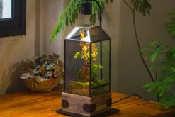 Handmade Glass Terrarium With Wood Base, Geometric Jumping Spider Enclosure, With Mesh Vent, For Plants, Snail, Insects 37 Handmade Glass Terrarium With Wood Base, Geometric Jumping Spider Enclosure, With Mesh Vent, For Plants, Snail, Insects -Terrarium Plant Hub IMG 4216
