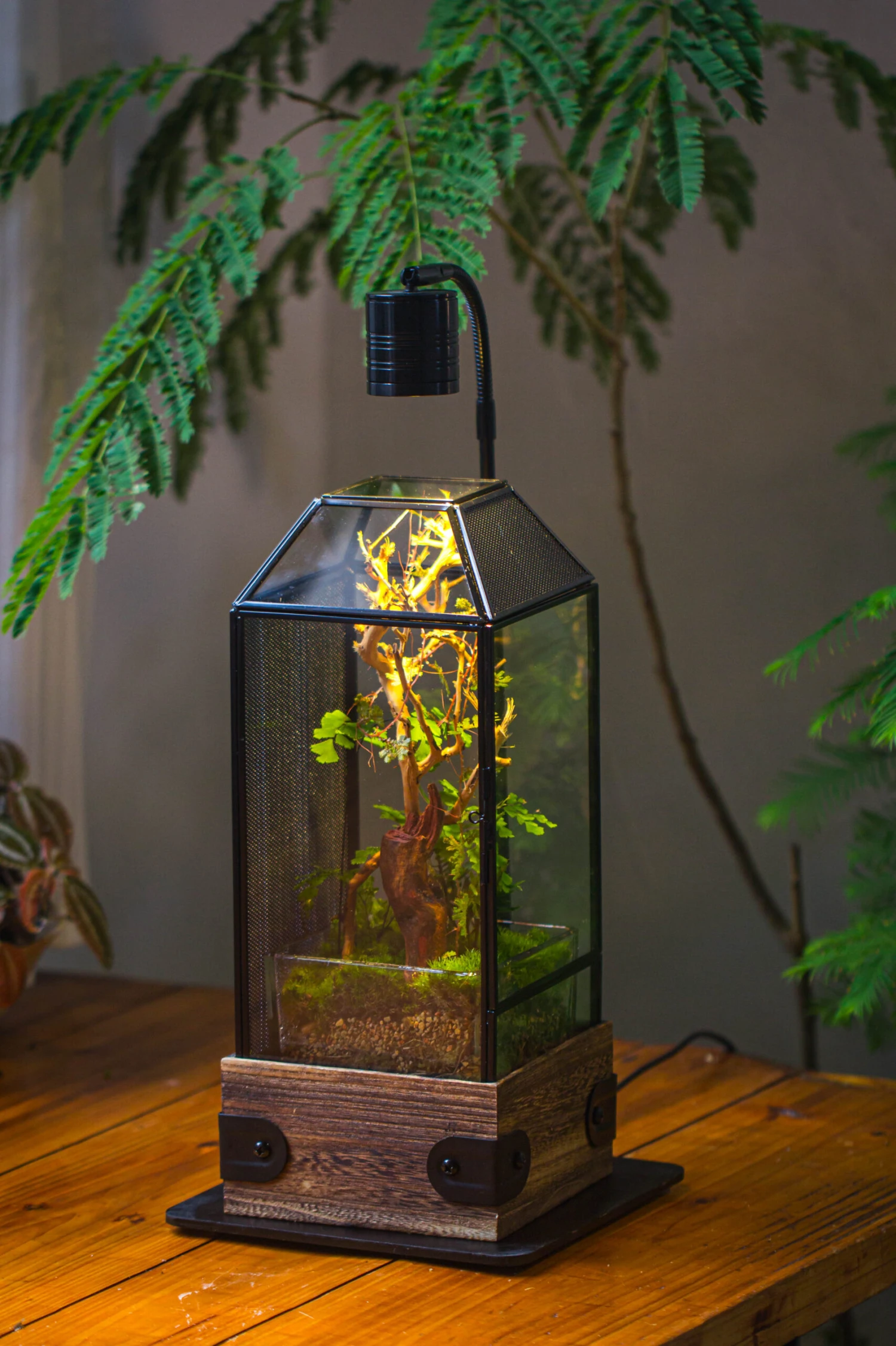 Handmade Glass Terrarium With Wood Base, Geometric Jumping Spider Enclosure, With Mesh Vent, For Plants, Snail, Insects 20 Handmade Glass Terrarium With Wood Base, Geometric Jumping Spider Enclosure, With Mesh Vent, For Plants, Snail, Insects - Image 18