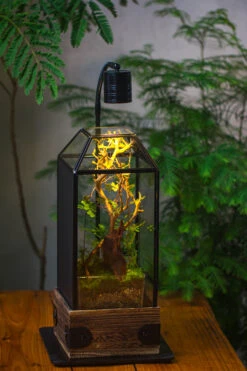 Handmade Glass Terrarium With Wood Base, Geometric Jumping Spider Enclosure, With Mesh Vent, For Plants, Snail, Insects 40 Handmade Glass Terrarium With Wood Base, Geometric Jumping Spider Enclosure, With Mesh Vent, For Plants, Snail, Insects -Terrarium Plant Hub IMG 4219