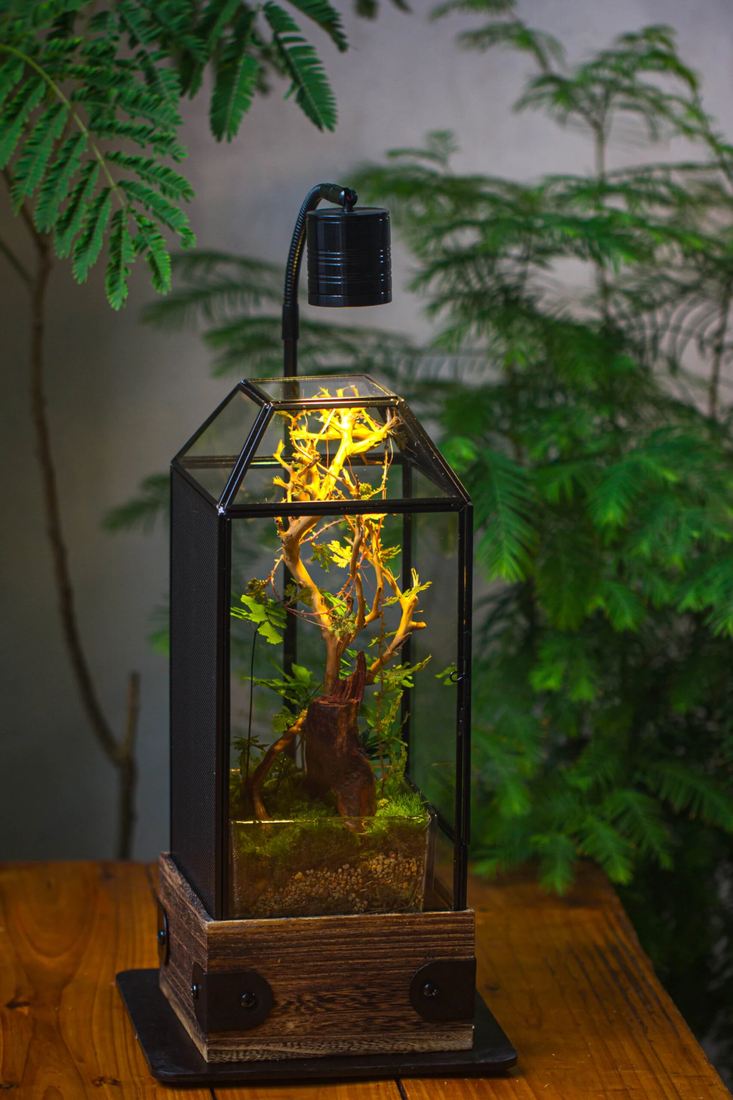 Handmade Glass Terrarium With Wood Base, Geometric Jumping Spider Enclosure, With Mesh Vent, For Plants, Snail, Insects 21 Handmade Glass Terrarium With Wood Base, Geometric Jumping Spider Enclosure, With Mesh Vent, For Plants, Snail, Insects - Image 19