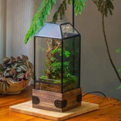 Handmade Glass Terrarium With Wood Base, Geometric Jumping Spider Enclosure, With Mesh Vent, For Plants, Snail, Insects 25 Handmade Glass Terrarium With Wood Base, Geometric Jumping Spider Enclosure, With Mesh Vent, For Plants, Snail, Insects -Terrarium Plant Hub IMG 4222