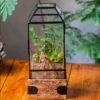 Handmade Glass Terrarium With Wood Base, Geometric Planter With Door, With LED Wood Lamp Base For Plants, Moss Landscapes, Plant Lover Gift -Terrarium Plant Hub IMG 4287