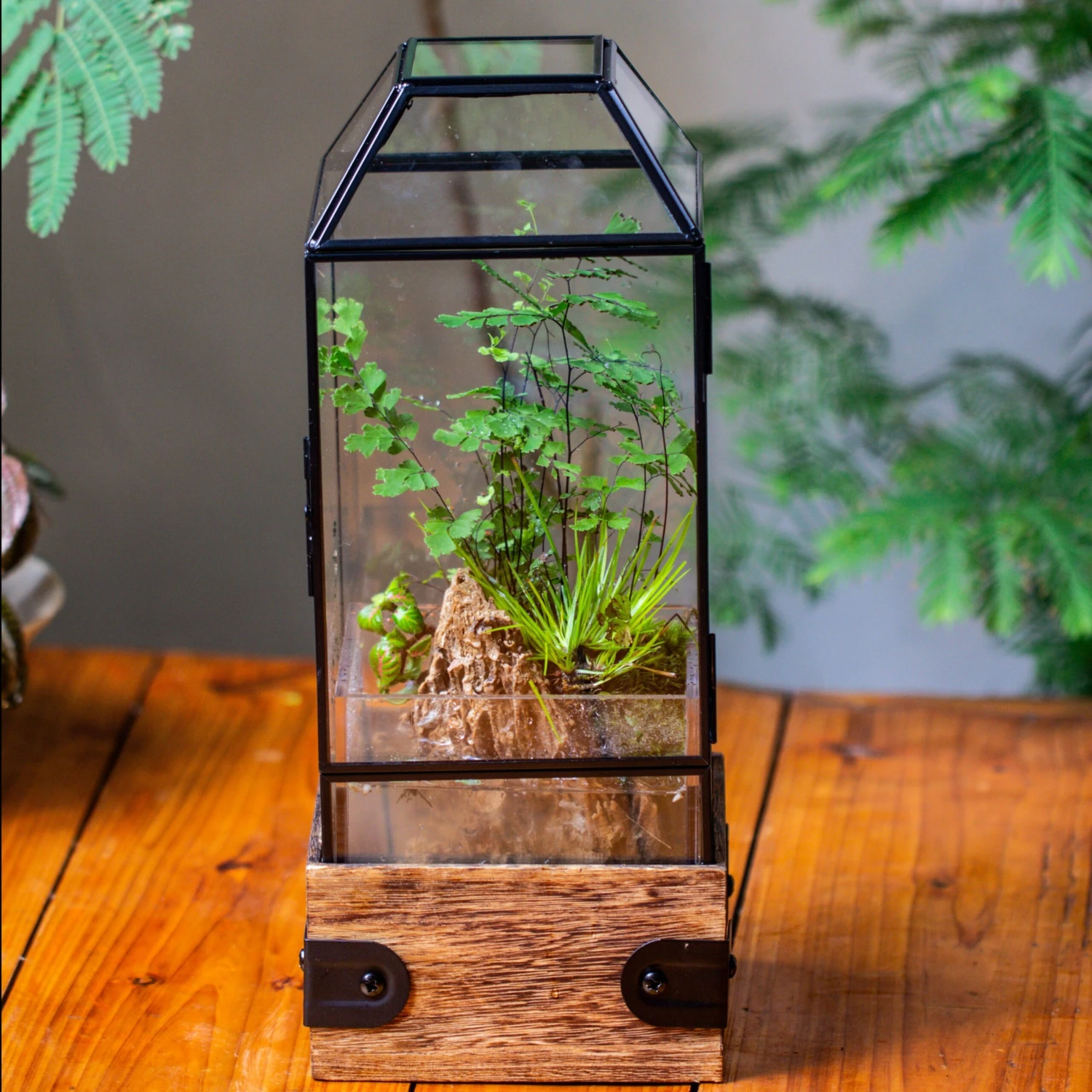 Handmade Glass Terrarium With Wood Base, Geometric Planter With Door, With LED Wood Lamp Base For Plants, Moss Landscapes, Plant Lover Gift 3 Handmade Glass Terrarium With Wood Base, Geometric Planter With Door, With LED Wood Lamp Base For Plants, Moss Landscapes, Plant Lover Gift