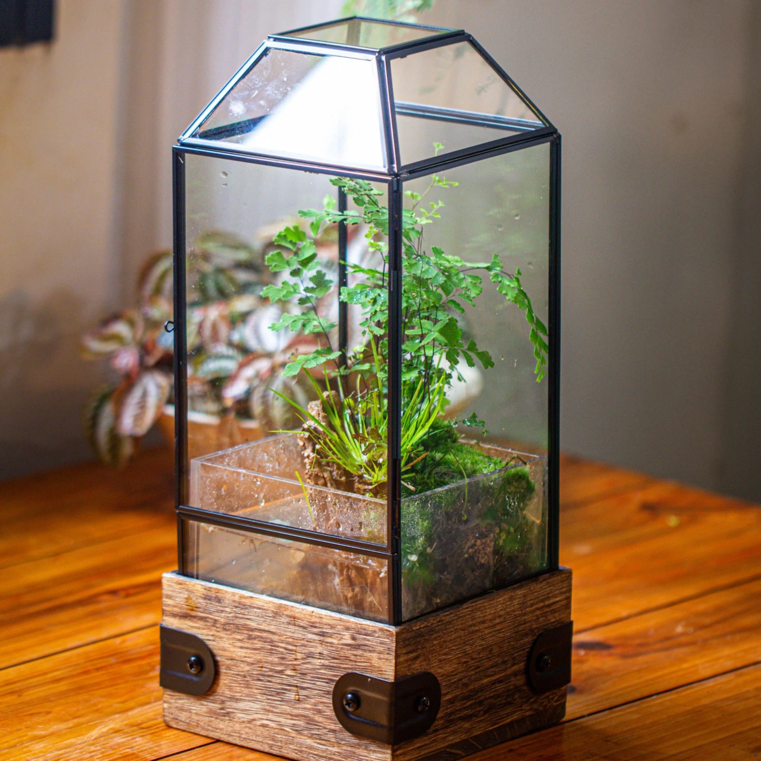 Handmade Glass Terrarium With Wood Base, Geometric Planter With Door, With LED Wood Lamp Base For Plants, Moss Landscapes, Plant Lover Gift 7 Handmade Glass Terrarium With Wood Base, Geometric Planter With Door, With LED Wood Lamp Base For Plants, Moss Landscapes, Plant Lover Gift - Image 5