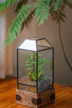 Handmade Glass Terrarium With Wood Base, Geometric Planter With Door, With LED Wood Lamp Base For Plants, Moss Landscapes, Plant Lover Gift 27 Handmade Glass Terrarium With Wood Base, Geometric Planter With Door, With LED Wood Lamp Base For Plants, Moss Landscapes, Plant Lover Gift -Terrarium Plant Hub IMG 4289 1b674e54 c485 4e87 8242 7534238e6924