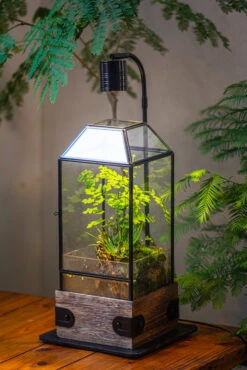 Handmade Glass Terrarium With Wood Base, Geometric Planter With Door, With LED Acrylic Lamp Base For Plants, Moss Landscapes, Plant Lover Gift -Terrarium Plant Hub IMG 4291