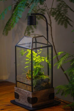 Handmade Glass Terrarium With Wood Base, Geometric Planter With Door, With LED Acrylic Lamp Base For Plants, Moss Landscapes, Plant Lover Gift -Terrarium Plant Hub IMG 4292